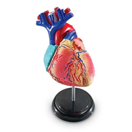 Learning Resources® Heart Anatomy Model